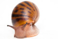 Achatina achatina achatina Ghana typ 2a semiadult, 8cm